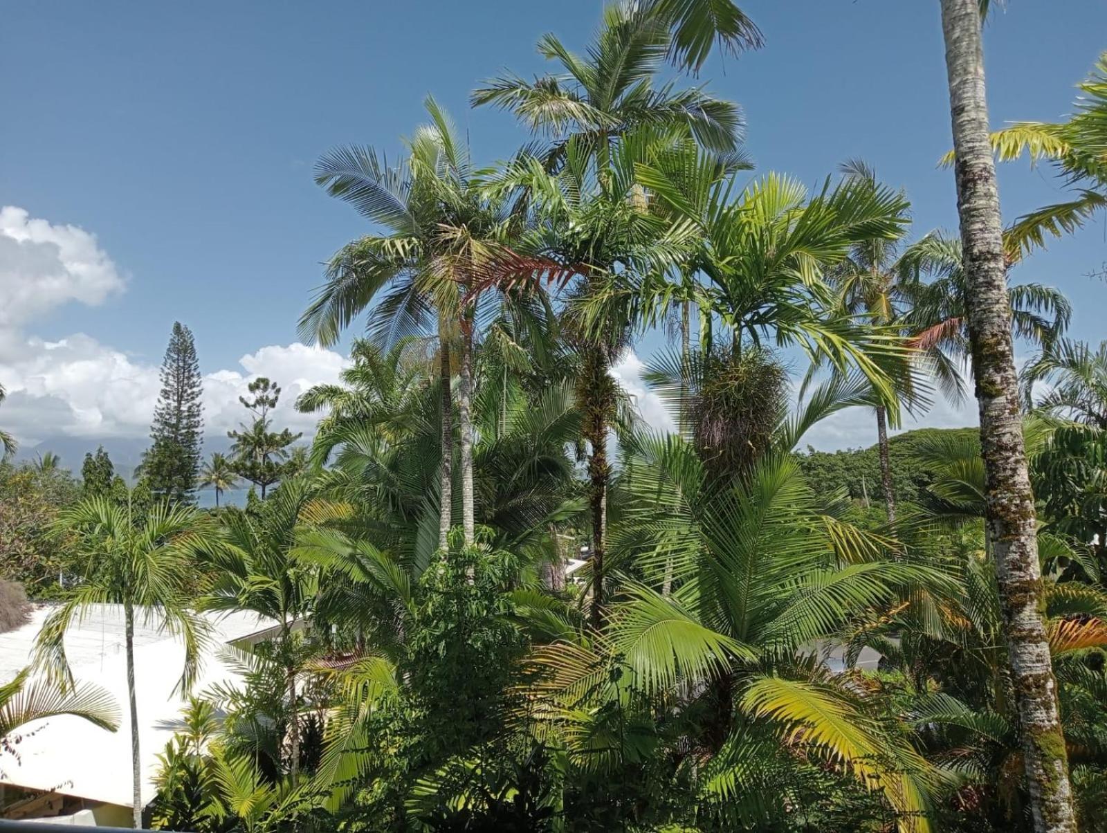 Club Tropical Resort - Official Onsite Reception & Check In Port Douglas Extérieur photo